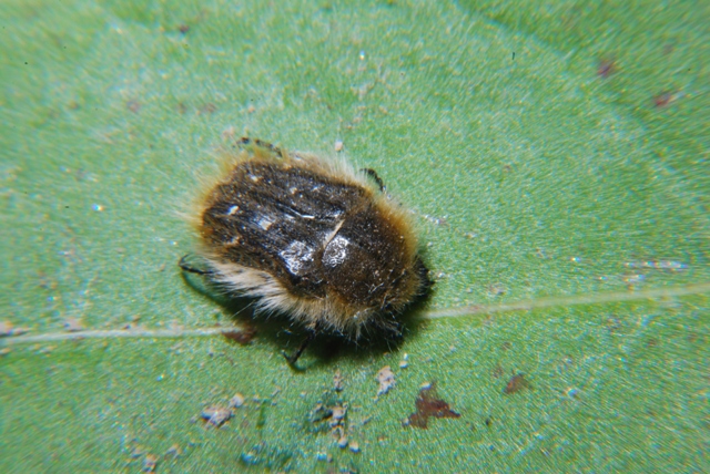 Sconosciuto: Tropinota hirta